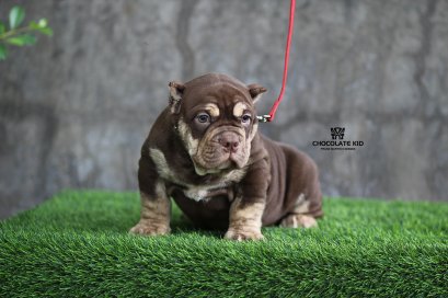 ChocolateKid_01_tntkennel_ฟาร์มบูลลี่นครปฐม