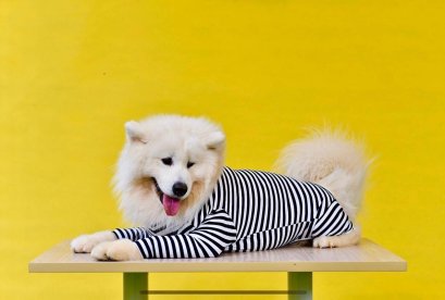 Daddy Dog แดดดี้ ด็อก ชุดกันขนร่วง สำหรับสุนัข ลายทางขาวดำ Size M