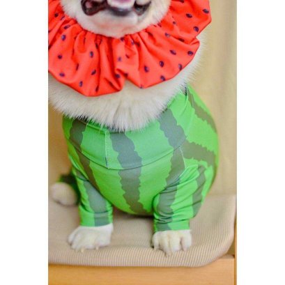 Daddy Dog แดดดี้ ด็อก ชุดกันขนร่วง สำหรับสุนัข ลายแตงโม Size M+(copy)
