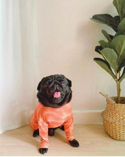 Daddy Dog แดดดี้ ด็อก ชุดกันขนร่วง สำหรับสุนัข ลายดอกเดซี่ Size L