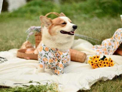 Daddy Dog แดดดี้ ด็อก ชุดกันขนร่วง สำหรับสุนัข ลายดอกไม้สีเหลือง(copy)