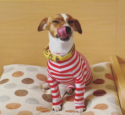 Daddy Dog แดดดี้ ด็อก ชุดกันขนร่วง สำหรับสุนัข ลายทางขาวแดง Size L