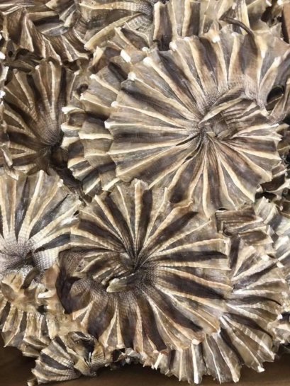 ปลาวงแก้ว