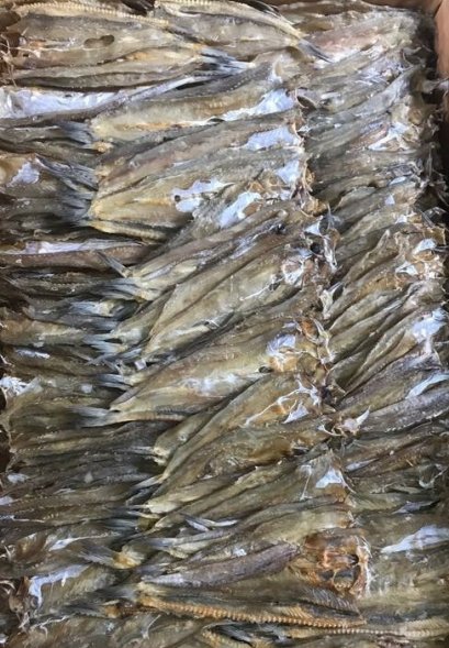 ปลาช่อนเล็ก