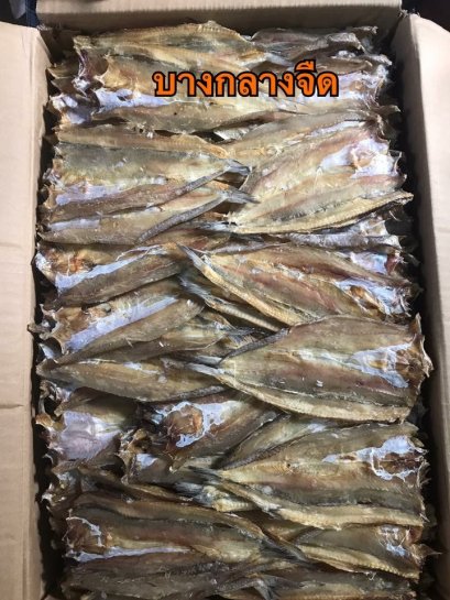 ปลาช่อนกลาง