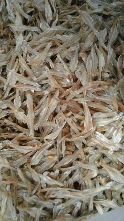 ปลาฝอยฉีกท้อง