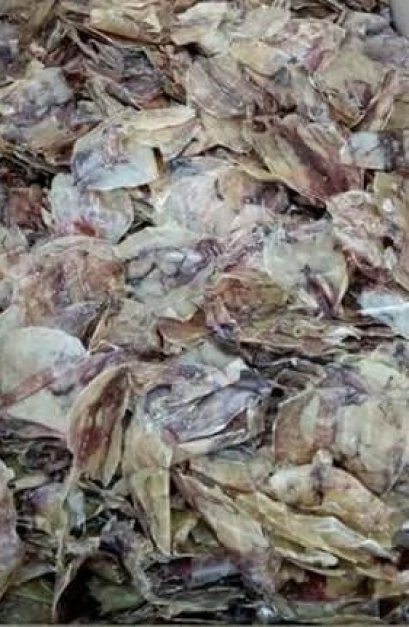 ปลาหมึกผ่าร่วง (หมึกแก้ว)