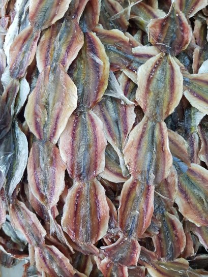 ปลาข้างเหลืองไม่โรยงา