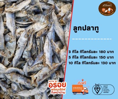 ลูกปลาทู (3 กิโลกรัม)