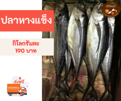 ปลาหางแข็ง