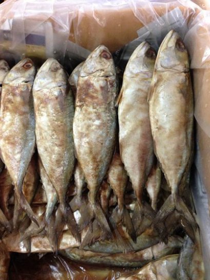 ปลาทูหอมใหญ่