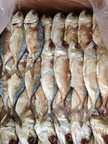 ปลาทูหอมเล็ก