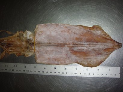 ปลาหมึกผ่า 7 นิ้ว