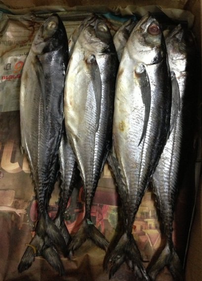 ปลาหางแข็ง