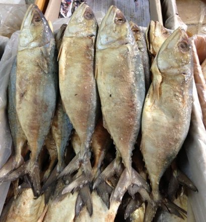 ปลาทูหอมยักษ์