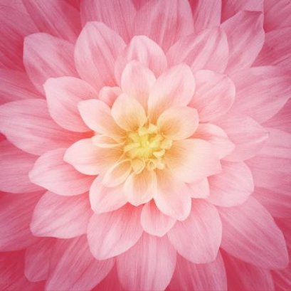 Hoffman California Dream Big Wild Rose