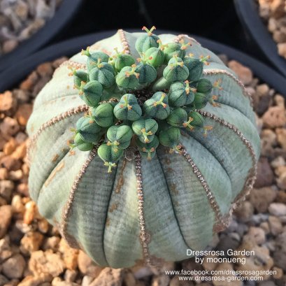 Euphorbia obesa seed