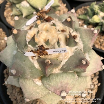 Ariocarpus seed [cross breed] (RetususxGodzilla)
