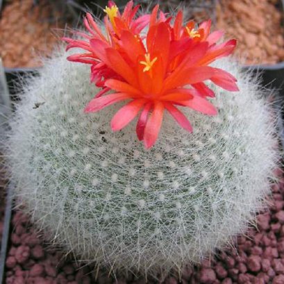 เมล็ด Brasilicactus haselbergii v. weiss