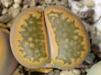 Lithops hallii