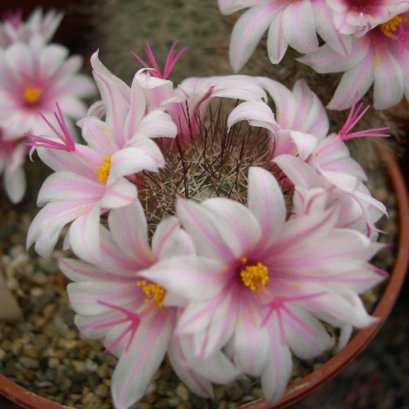 Mammillaria fraileana