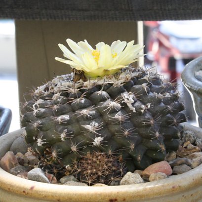 Copiapoa tenuissima