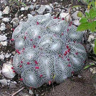 Mammillaria microthele v. superfina