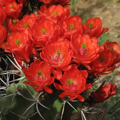 Echinocereus triglochidiatus v.White Sands
