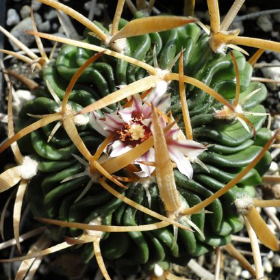 Echinofossulocactus hookeri