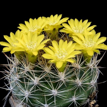 Weingartia riograndensis