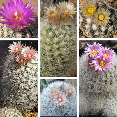 Escobaria seed mix