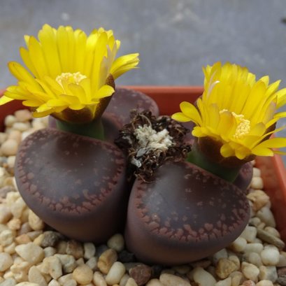 Lithops aucampiae,red+black selection