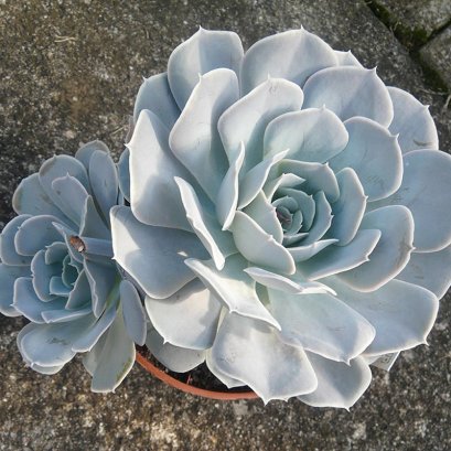 Echeveria runyonii, San Carlos