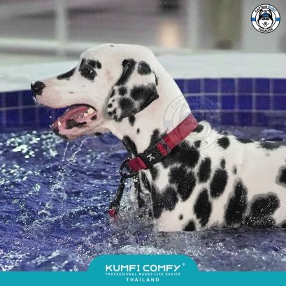 Kumfi Comfy Waterproof Collar ปลอกคอสุนัขกันน้ำรุ่นใหม่!!!