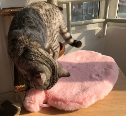 Moboli : Cat Cushion (เบาะรองสำหรับสัตว์เลี้ยง)