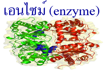  Enzyme