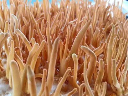 ถังเช่า