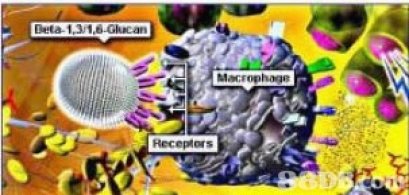 เบต้ากลูแคน (Bata Glucan)