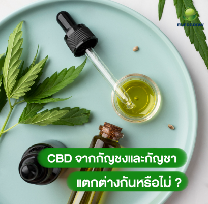 CBD จากกัญชงและกัญชา แตกต่างกันหรือไม่ ?