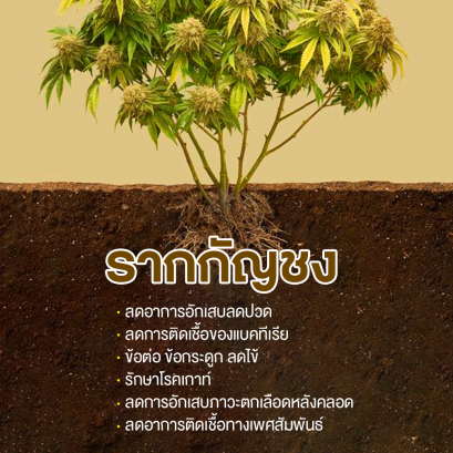 รู้หรือไม่? ในรากกัญชง จะมีสารต่างๆที่สามารถออกฤทธิ์ต่างๆที่ช่วยลดอาการปวดต่างๆได้