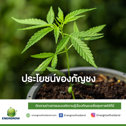 ENERGROW NEWS:  ประโยชน์ของกัญชง 