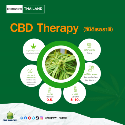ENERGROW NEWS : CBD Therapy