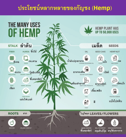 ประโยชน์หลากหลายของกัญชง (Hemp).