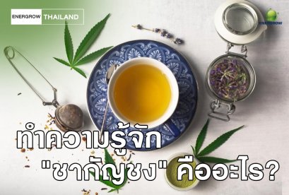  Get to know "Hemp Tea" What is it?