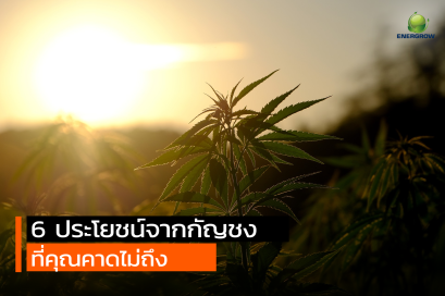6 ประโยชน์จากกัญชง ที่คุณคาดไม่ถึง