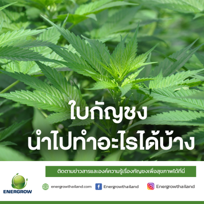 ใบกัญชง นำไปทำอะไรได้บ้าง