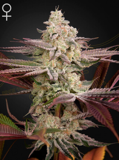 CHEMICAL BRIDE Wedding Cake x Chemdog