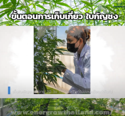 ขั้นตอนการเก็บเกี่ยวใบกัญชง