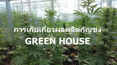  การเก็บเกี่ยวผลผลิตกัญชง Green House