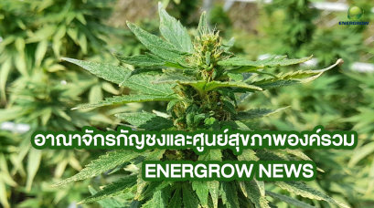  อาณาจักรกัญชงและศูนย์สุขภาพองค์รวม บริษัท เอ็นเนอร์โกร (ประเทศไทย) จำกัด